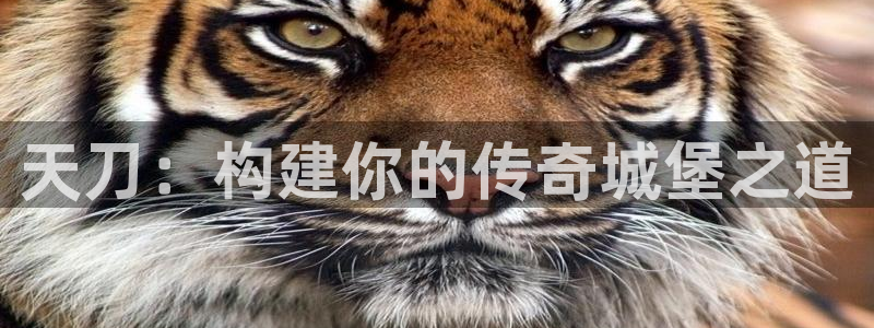 安信12平台怎么样：天刀：构建你的传奇城堡之道